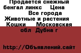 Продается снежный бенгал(линкс) › Цена ­ 25 000 - Все города Животные и растения » Кошки   . Московская обл.,Дубна г.